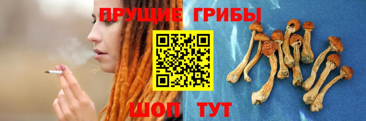 Галлюциногенные грибы Psilocybe Советская Гавань